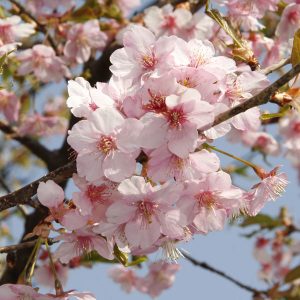 ペアフラワー：サクラ（関山桜と染井吉野）7号鉢植え