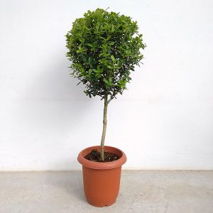 オリーブ：オヒブランカ　8号鉢植え*