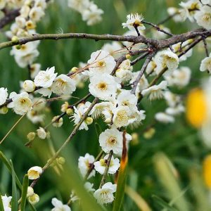 桜：八重紅虎の尾（ヤエベニトラノオ）接木苗4～5号ポット