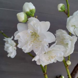 桜：大漁桜（タイリョウザクラ）接木苗5号ポット