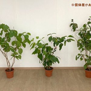 ナツロウバイ6号ポット