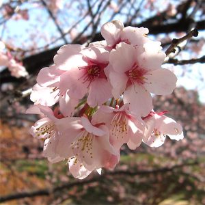 桜：関山（セキヤマ・カンザン）接木苗4～5号ポット