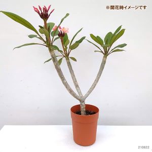 バオバブ：グレゴリー 3.5号ポット