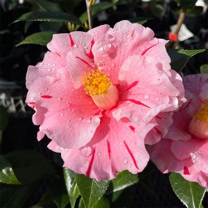 ツバキ：香り椿・キッスミー8号鉢入り