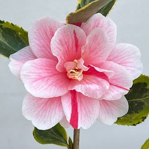 姫ヒイラギ（奄美ヒイラギ）スタンド仕立て7号鉢植え