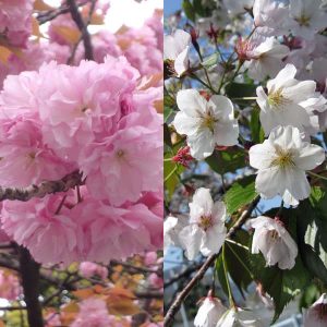 桜：御衣黄（ギョイコウ）接木苗4～5号ポット