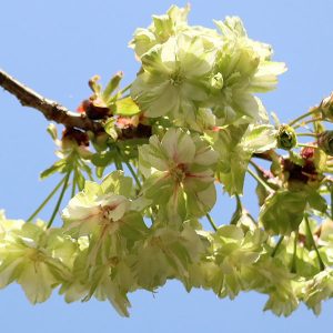 シダレウメ（枝垂れ梅・花梅）：白花6号ポット