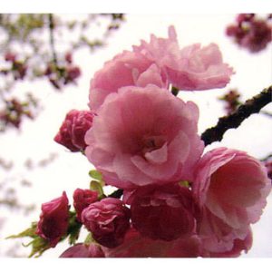 桜：大寒桜（オオカンザクラ）・安行寒桜4～5号ポット