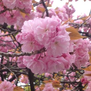 トキワマンサク：紅花赤葉 玉仕立て8号ポット